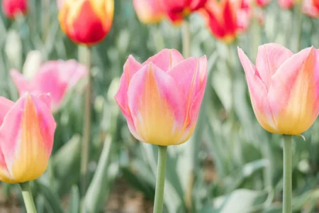 Tiptoe through the Tulips of Washington