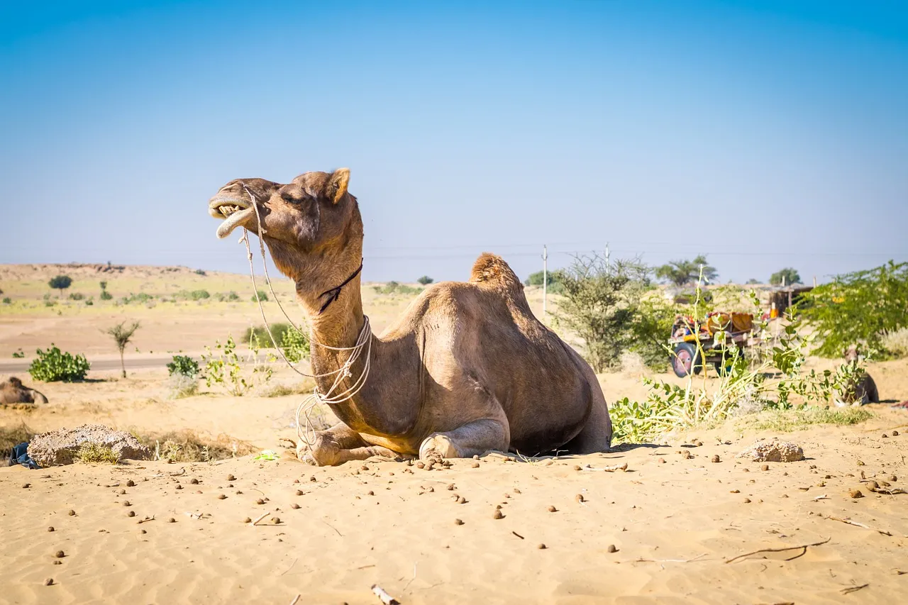 Rajasthan